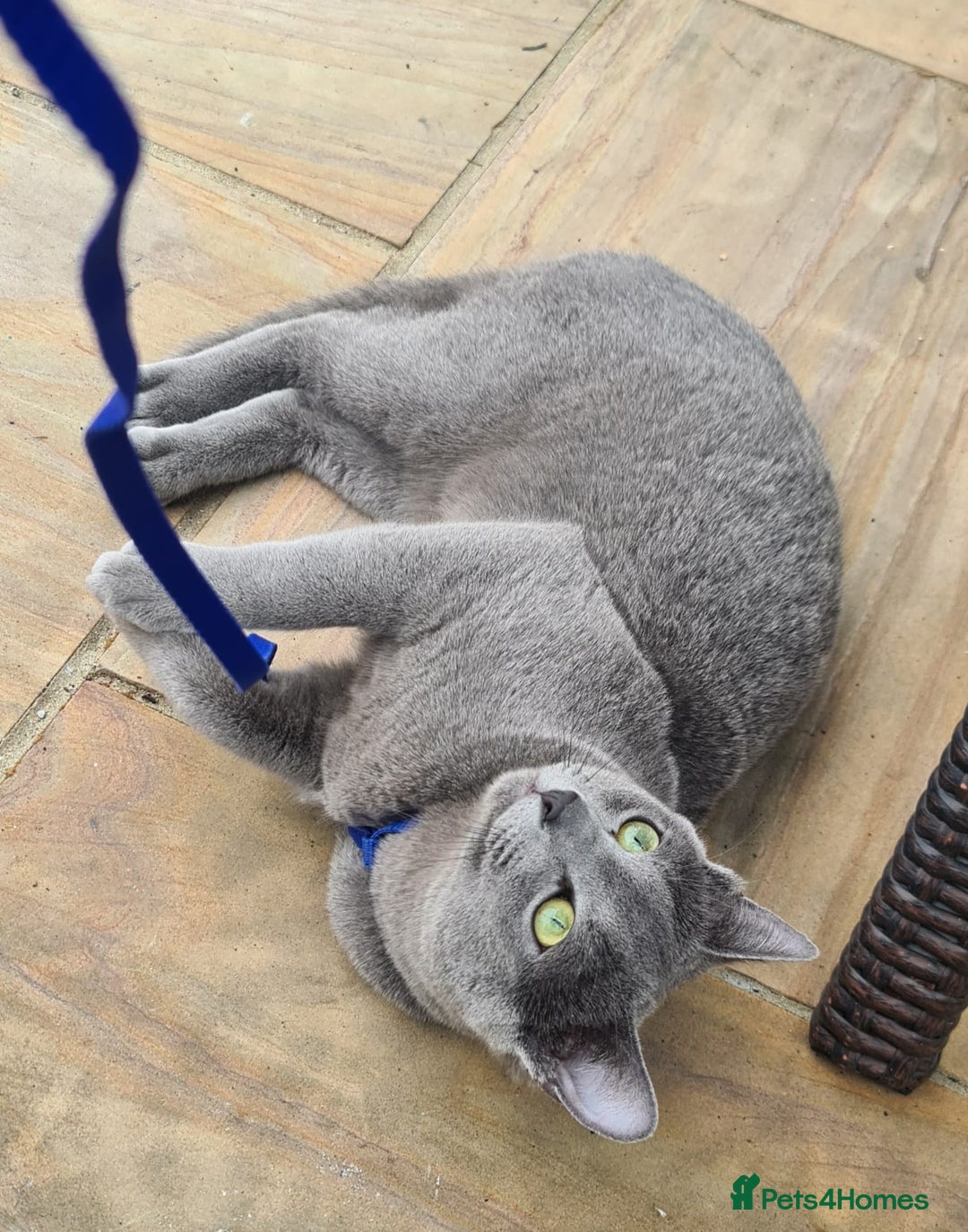 Russian Blue cats for sale: READY NOW! CHAMPION SIRED GCCF RUSSIAN BLUES 😍  in Markfield - Image 22