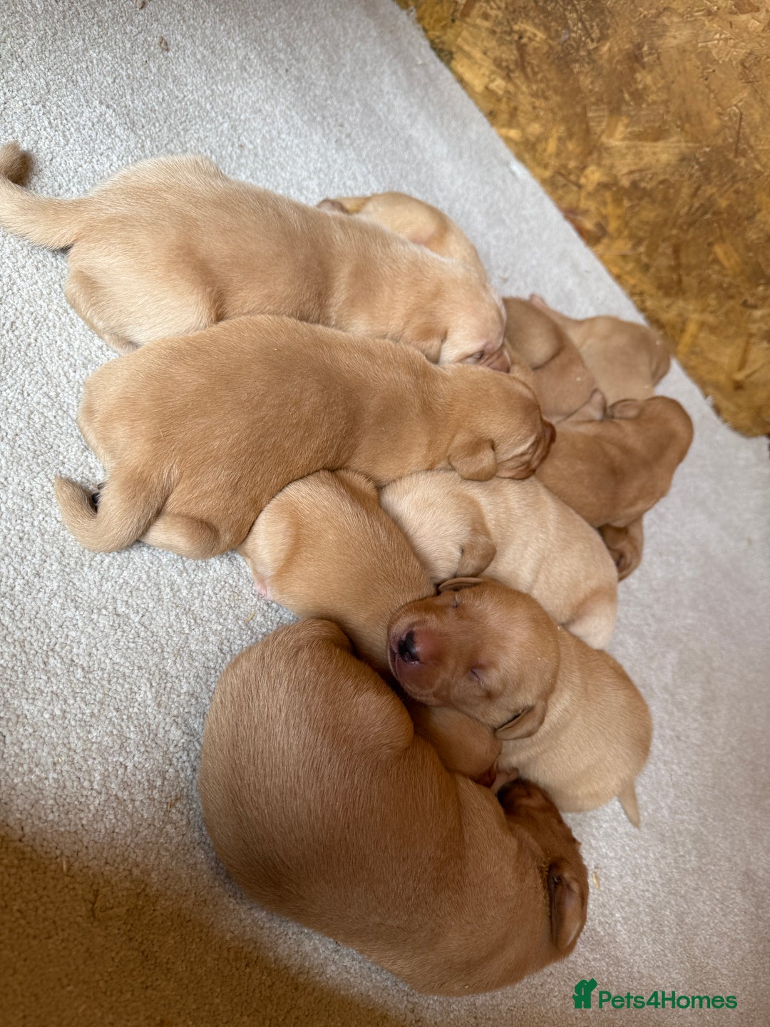 Labrador Retriever dogs for sale: Stunning kc registerd fox Red / Golders labradors  - Image 6