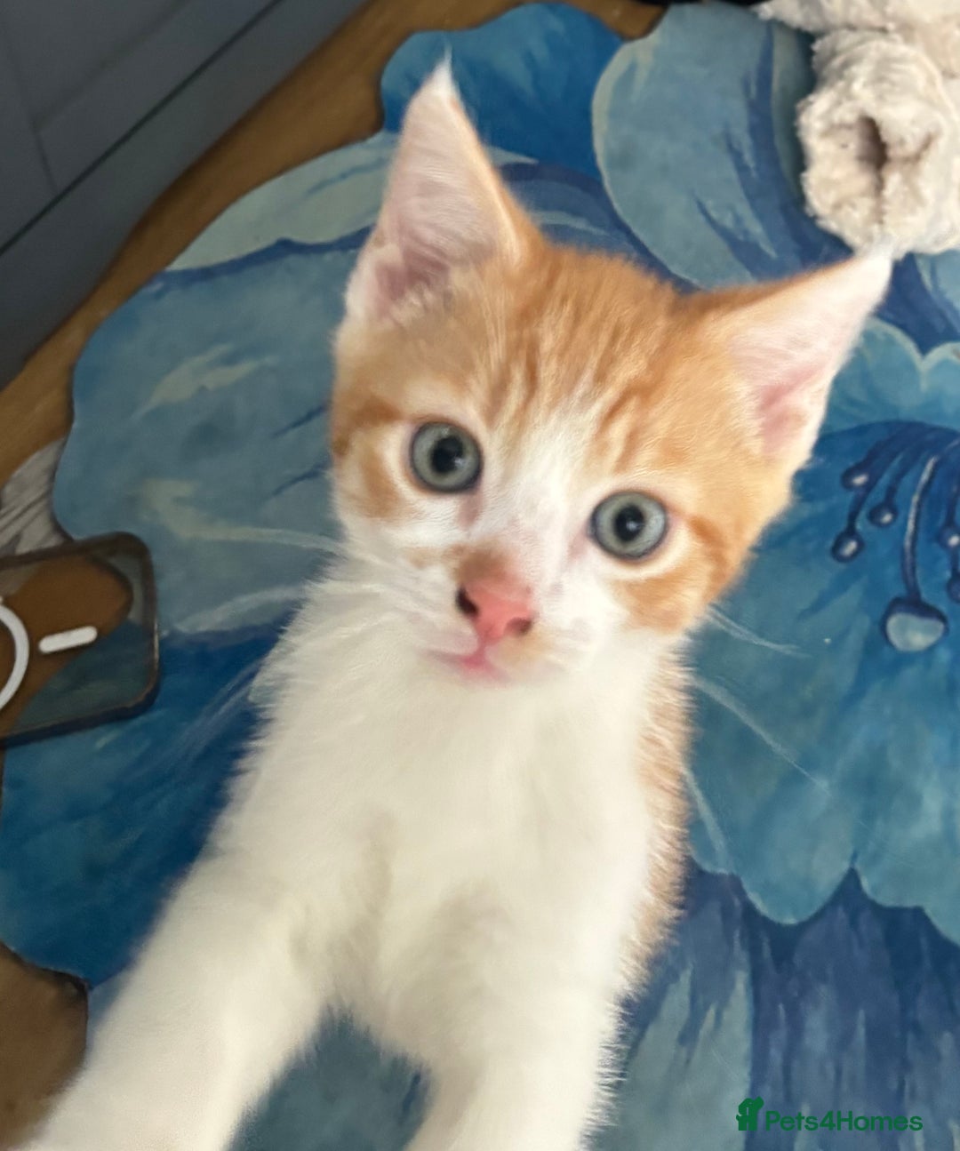 British Shorthair cats for sale: Ginger and white Tom - Image 1