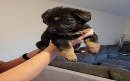 Mixed Breed dogs for sale: German Shepherd X Labrador  - Image 14