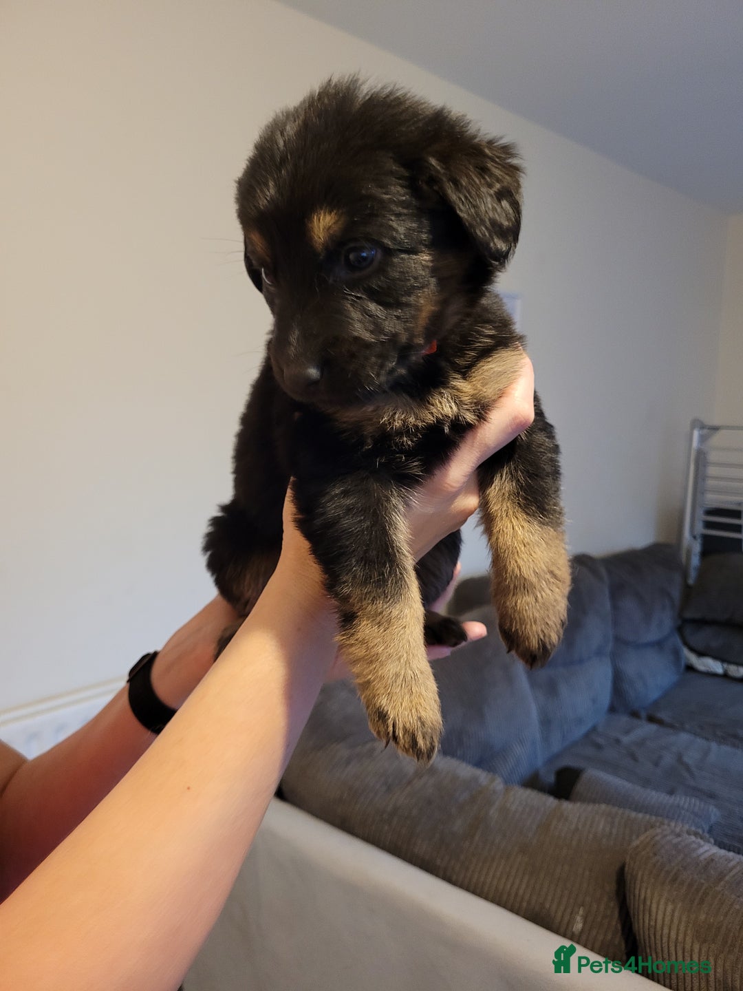 Mixed Breed dogs for sale: German Shepherd X Labrador  - Image 14