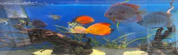 Discus fish for sale: 6 Large Discus  in Sutton - Advert 15