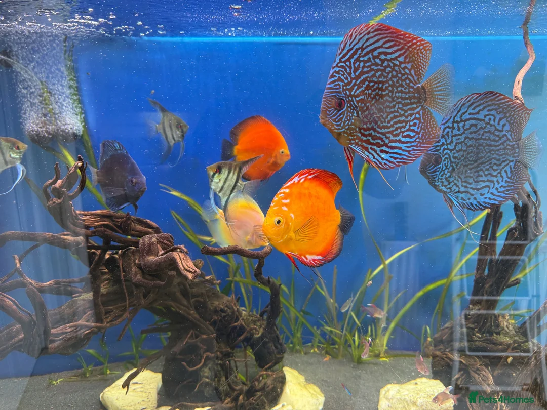 Discus fish for sale: 6 Large Discus  in Sutton - Advert 15