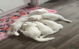 Persian cats for sale: Fluffy indoor kittens-Persian&Main Coon cross  - Image 23