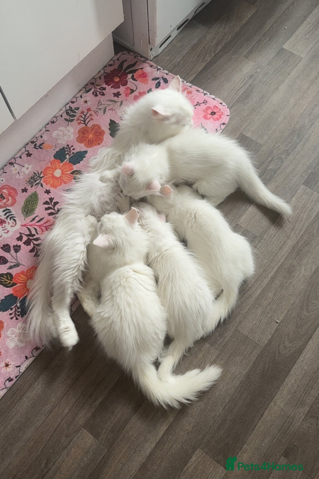 Persian cats for sale: Fluffy indoor kittens-Persian&Main Coon cross  - Image 23