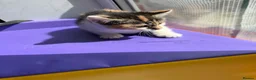 Mixed Breed cats for sale: 4 STUNNING KITTENS READY FOR A LOVING HOME - Advert 13