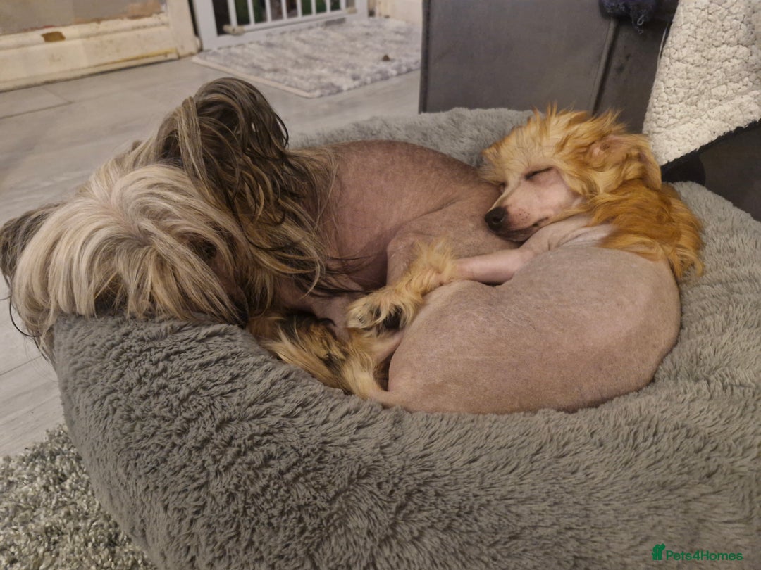 Chinese Crested dogs for sale: February litter- waiting list open  - Advert 9