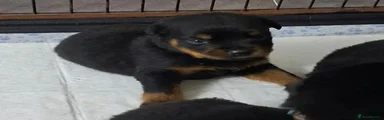Rottweiler 3