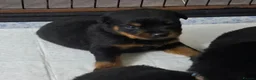 Rottweiler dogs for sale: Powerhouse Rottweiler Puppies–Bold And Impressive in Norwich - Advert 2