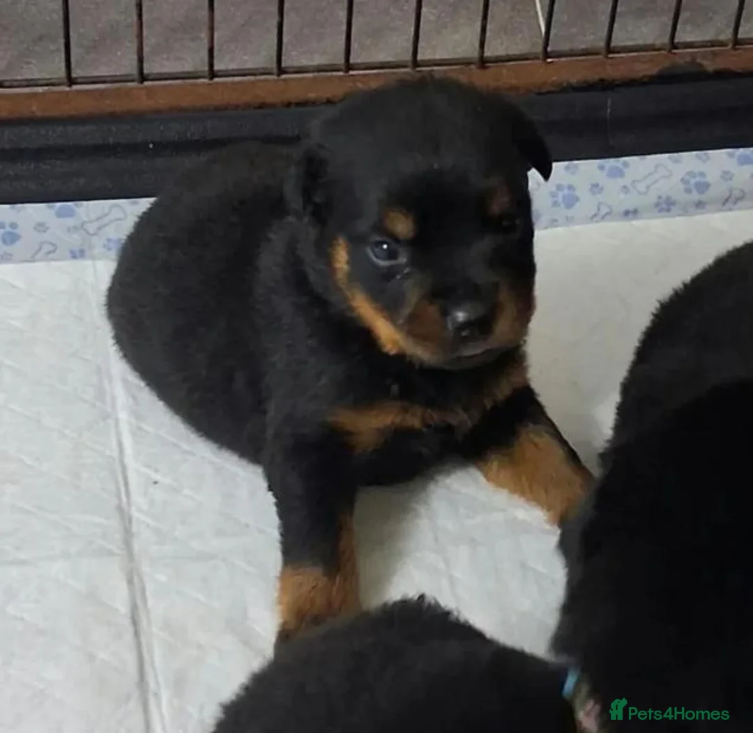 Rottweiler dogs for sale: Powerhouse Rottweiler Puppies–Bold And Impressive in Norwich - Advert 2