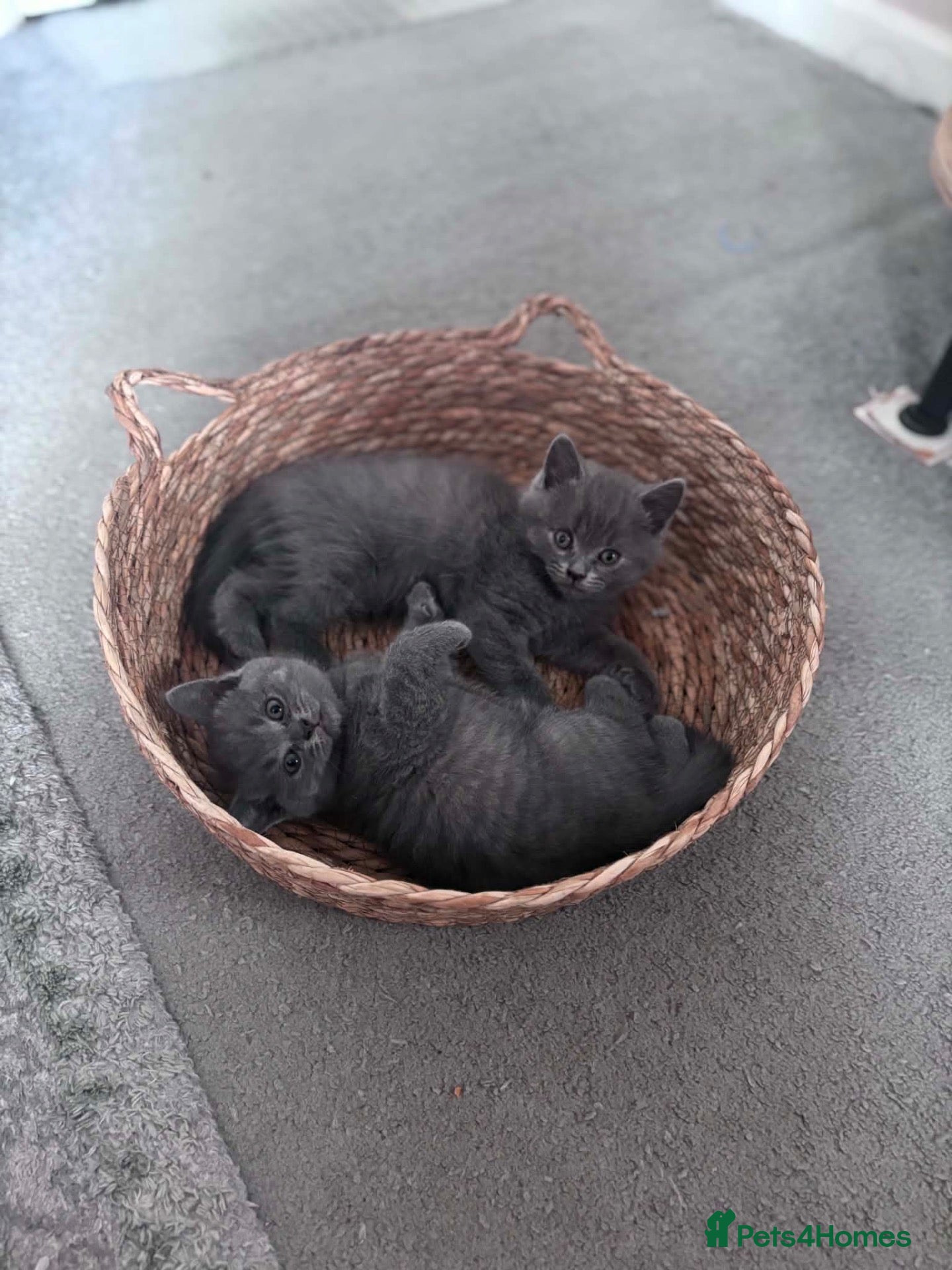 British Shorthair cats British shorthair kitten looking new home ❤️ - Advert 2