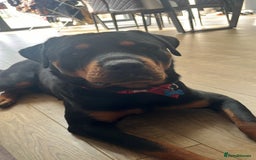 Rottweiler dogs for sale: Cuddly, Super Friendly Rottie for Sale - Image 7