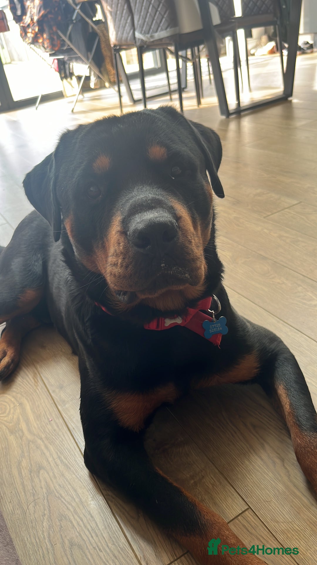 Rottweiler dogs for sale: Cuddly, Super Friendly Rottie for Sale - Image 7