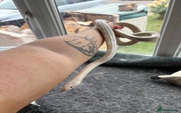 Corn Snake reptiles for sale: 2 x cornsnakes. Separate vivs.  - Image 6