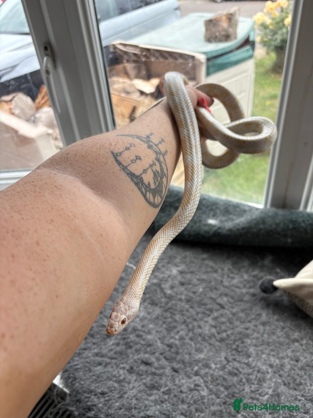 Corn Snake reptiles for sale: 2 x cornsnakes. Separate vivs.  - Image 6
