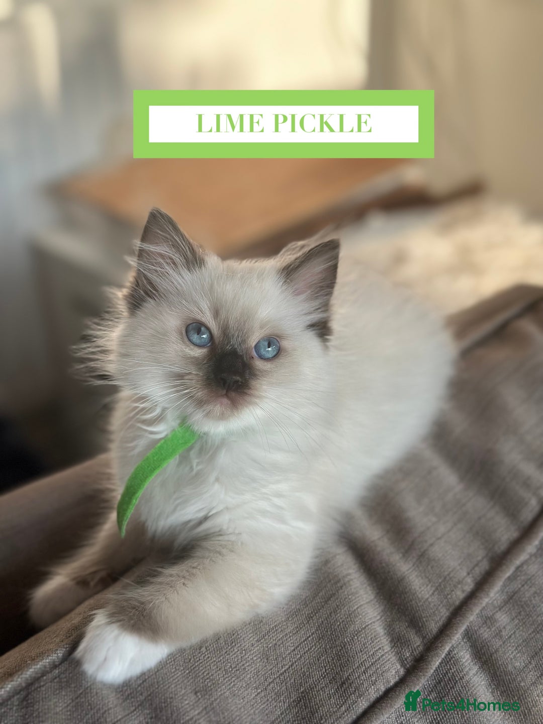 Ragdoll cats for sale: GORGREOUS 1/2 PEDIGREE RAGDOLL KITTENS 💗 - Image 15