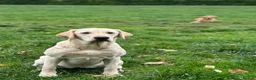 Labrador Retriever dogs for sale: KC Litter of Labradors  - Advert 9