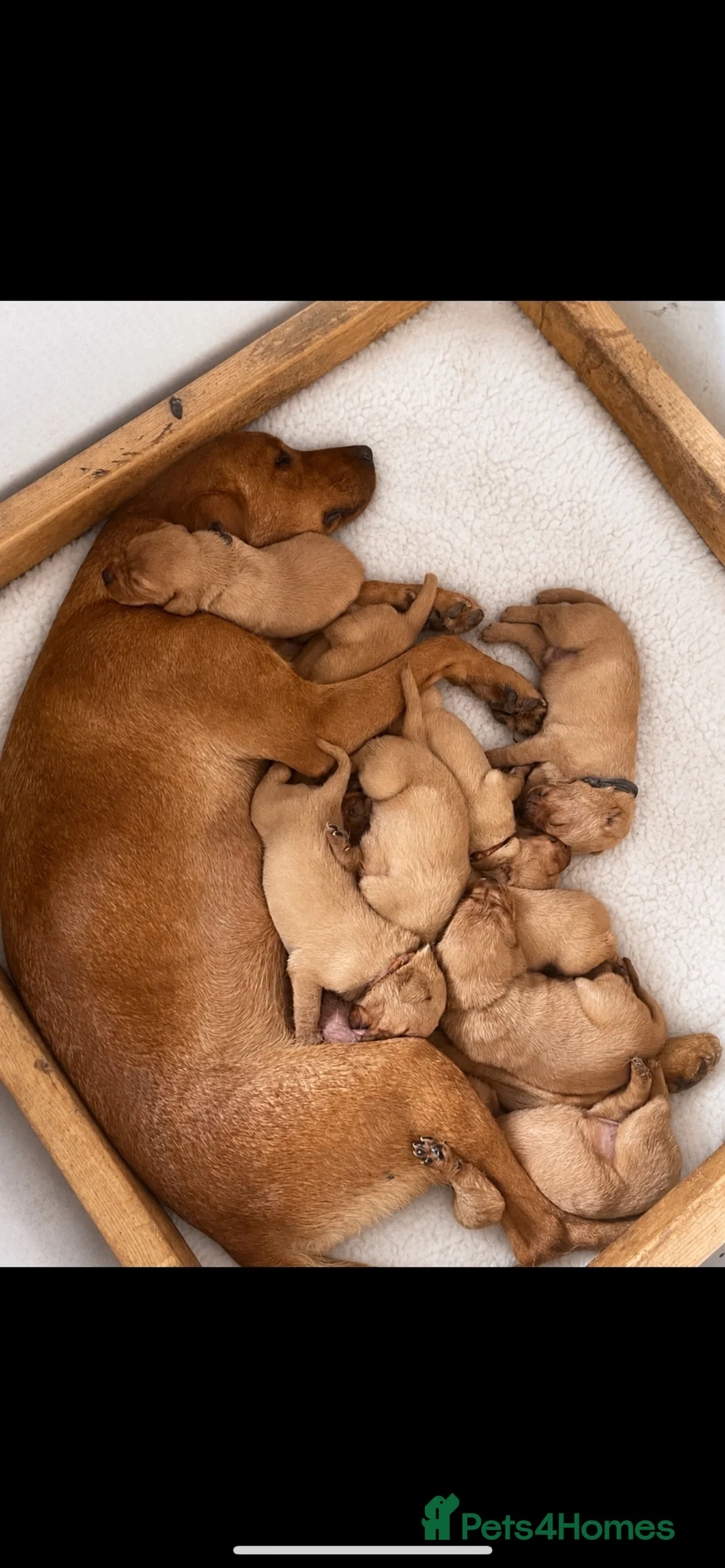 Labrador Retriever dogs for sale: Last Fox Red Girl Remaining, Health Checked - Advert 9