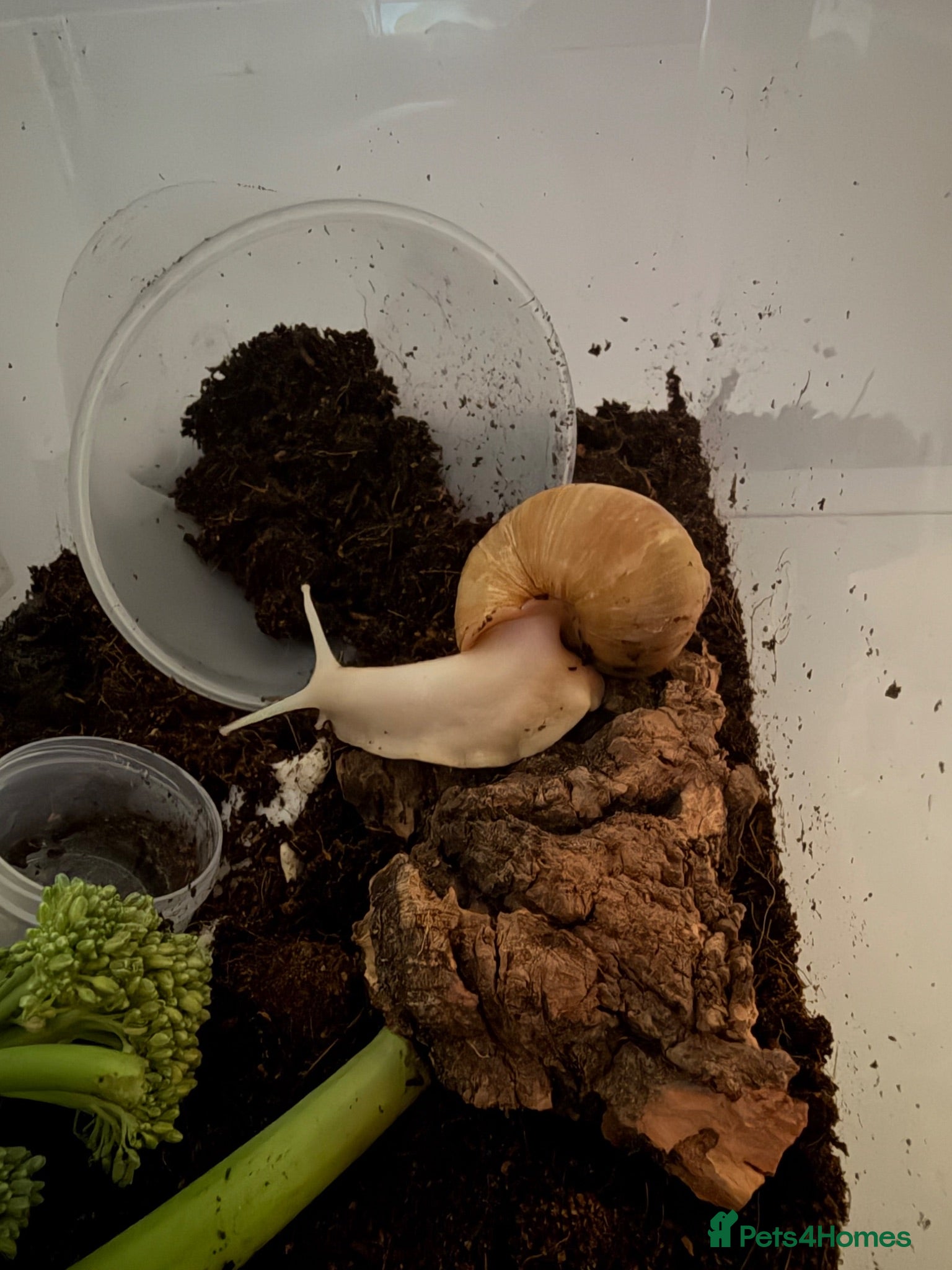 Snails invertebrates Albino African Land Snail Babies  - Advert 1