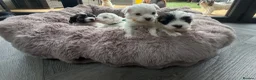 Maltipoo dogs for sale: 🐾✨ ADORABLE MALTIPOO PUPPIES 🐾✨ - Advert 31