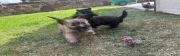 Cairn Terrier dogs for sale: KC Registered Cairn Terrier Pups - Advert 10