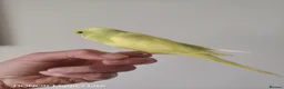 Budgerigars birds for sale: Beautiful Baby Budgies  - Advert 9