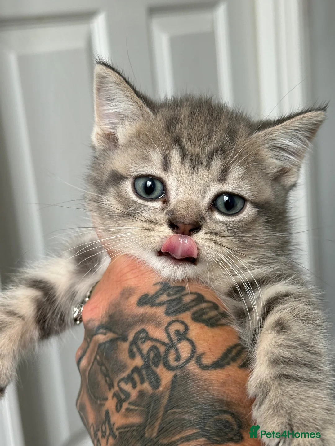 British Shorthair cats for sale: Two female 3/4 British shorthair  - Advert 2