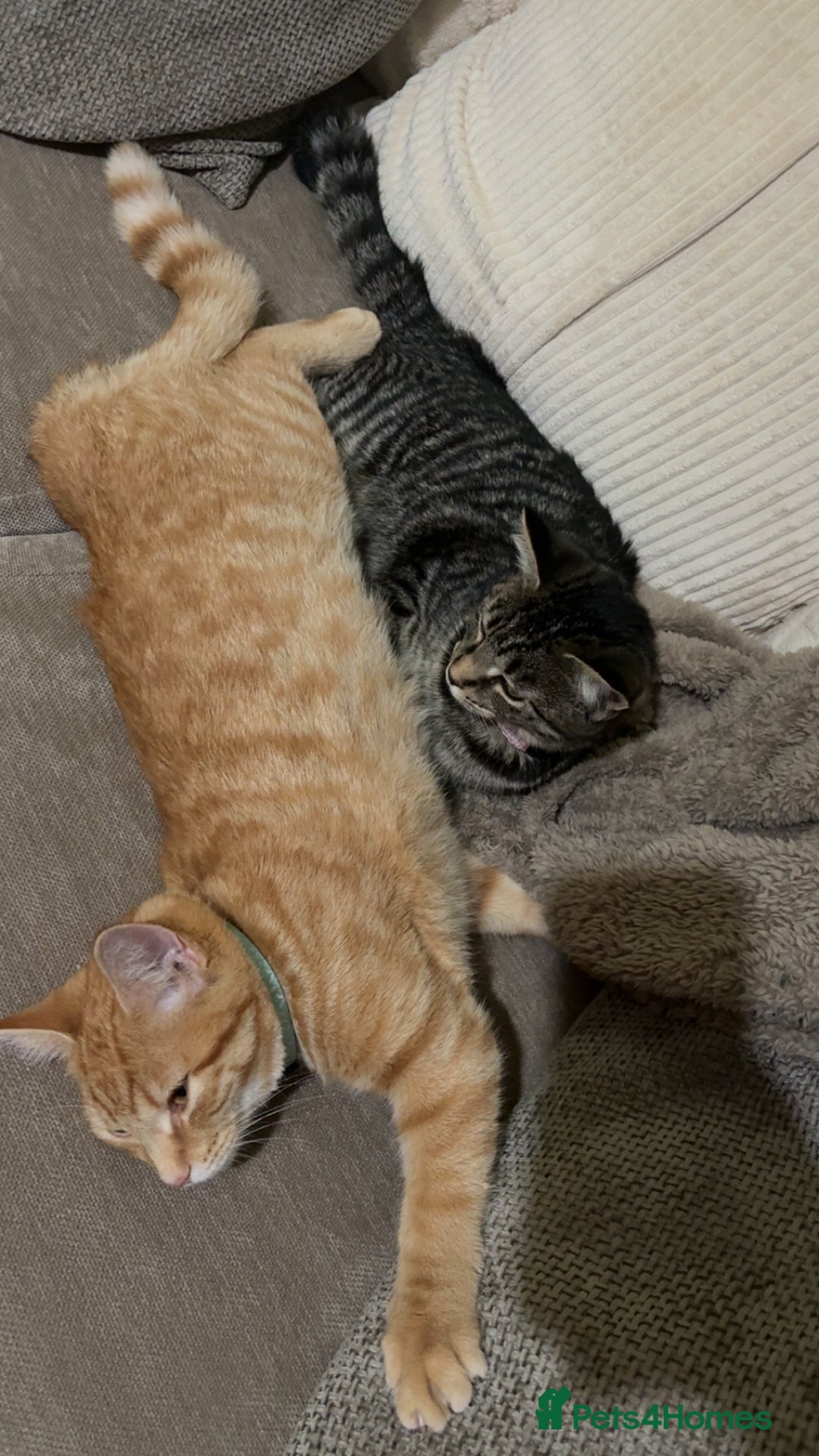 Maine Coon cats for sale: Maine coon mix  - Advert 25