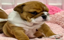 English Bulldog dogs for sale: *2 Healthy Bitches Available To The Best Homes*  - Image 5