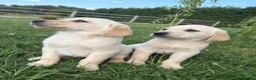 Goldador dogs for sale: Goldador Puppies  - Advert 1