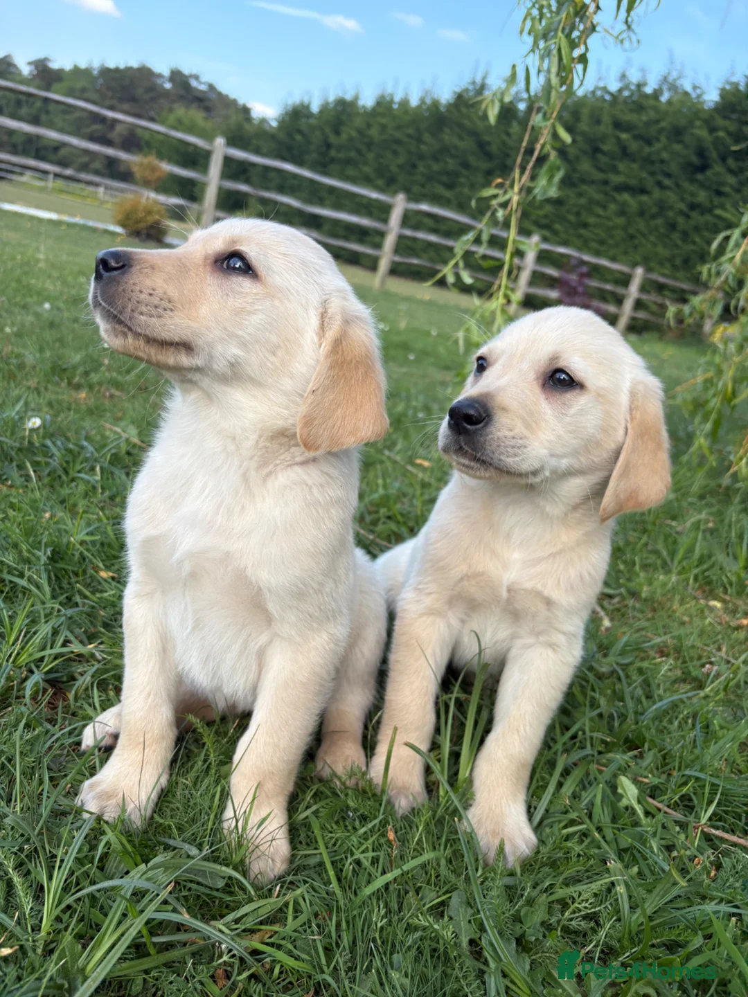 Goldador dogs for sale: Goldador Puppies  - Advert 1