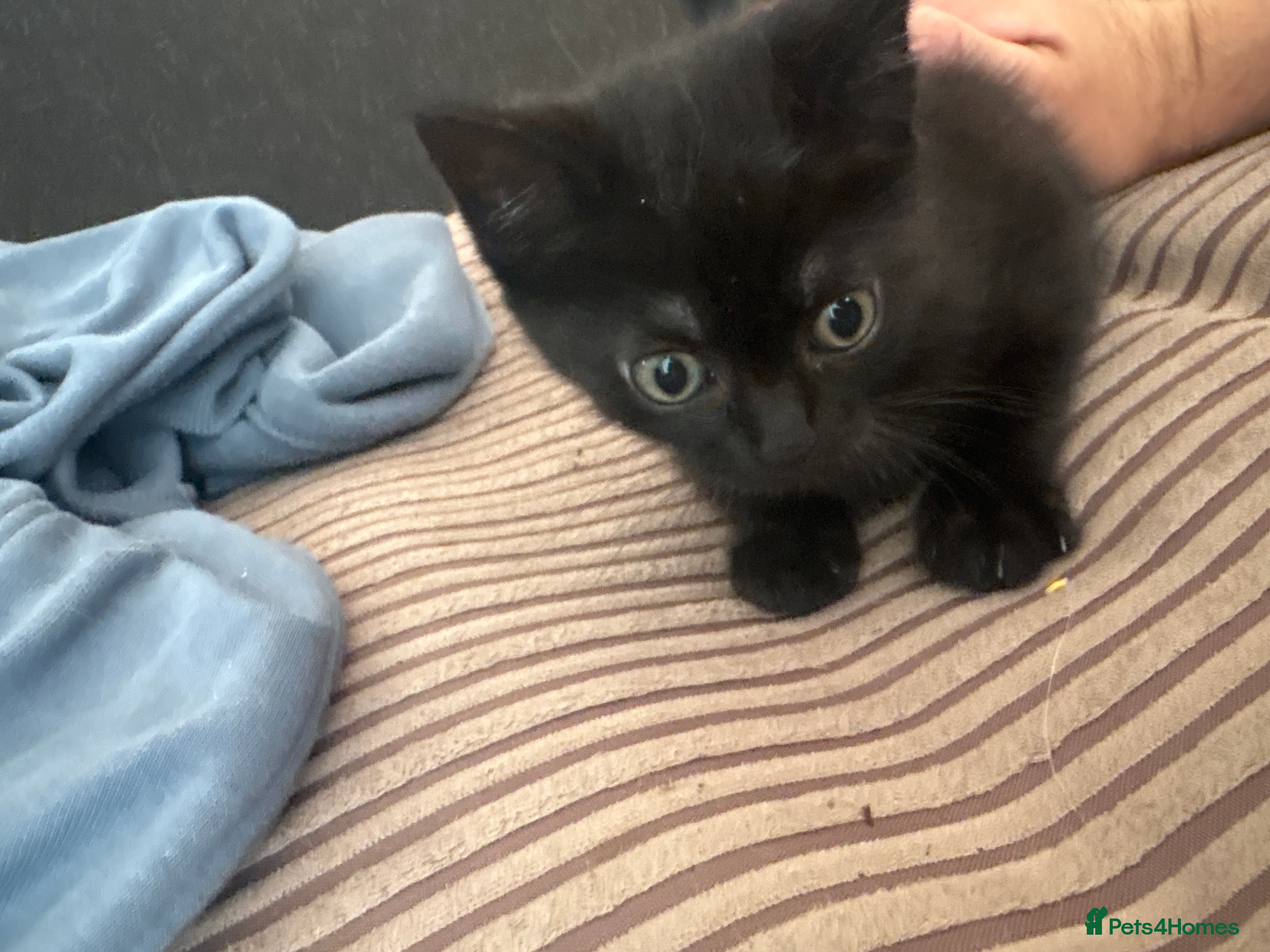 Mixed Breed cats Kittens available now! - Advert 5