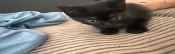 Mixed Breed cats for sale: Kittens available now! - Advert 1
