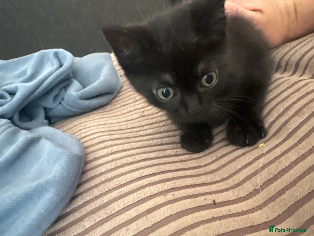 Mixed Breed cats for sale: Kittens available now! - Advert 1