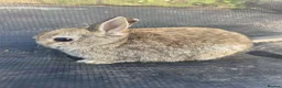 Netherland Dwarf rabbits for sale: Netherland Dwarf Agouti - Advert 5