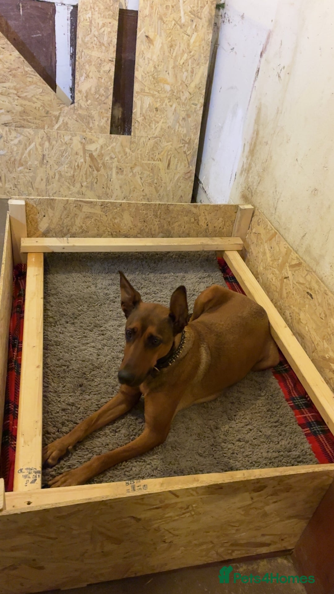Mixed Breed dogs for sale: Doberman X Malanois  - Image 10