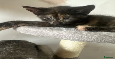 Mixed Breed cats - Advert 16