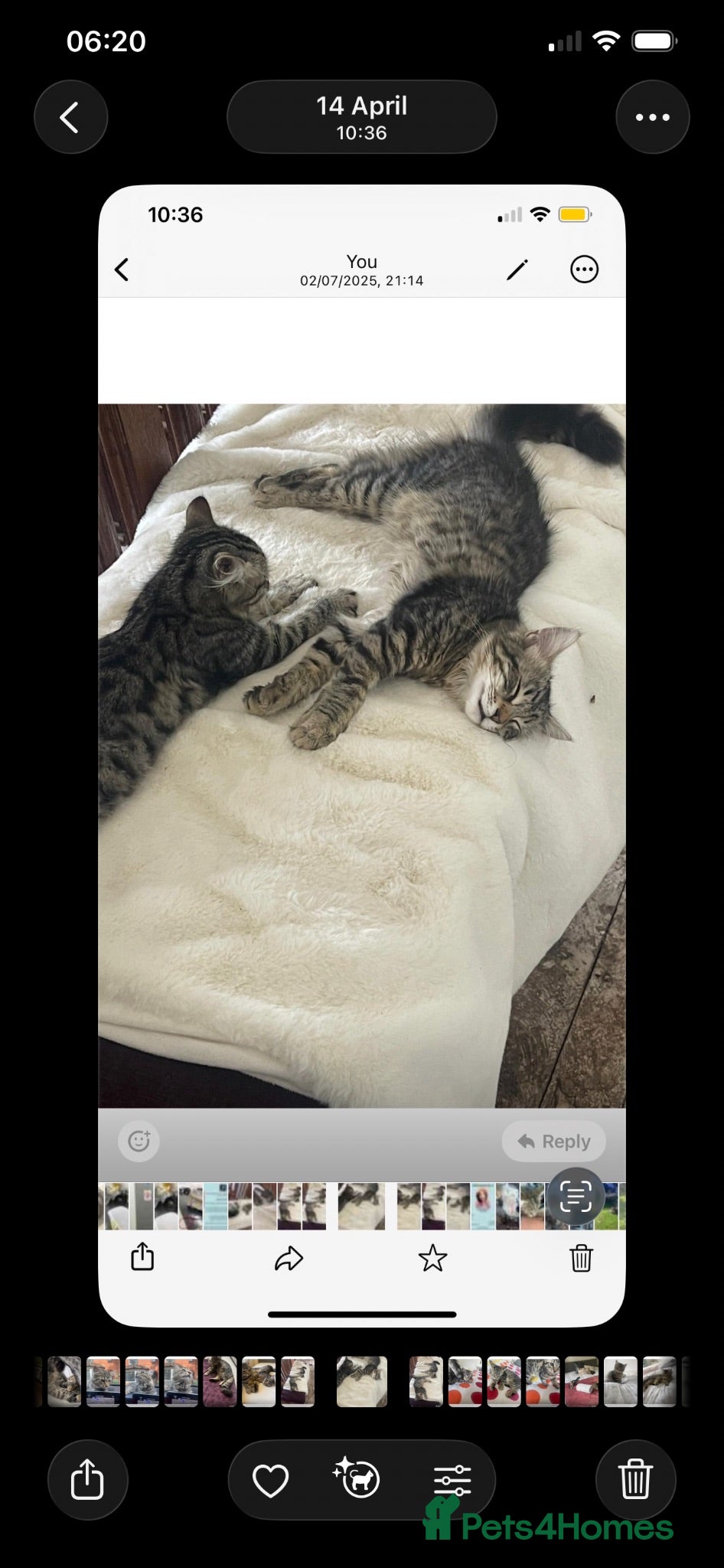 Mixed Breed cats 2 gorgeous cats for adoption  - Advert 1