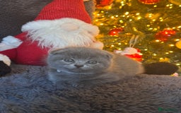 Scottish Fold cats for sale: Beautiful British Shorthair Scottish Fold Kittens - Advert 27