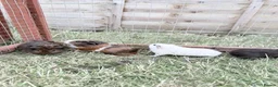 Guinea Pig rodents for sale: Cheeky baby guinea pigs! - Advert 7