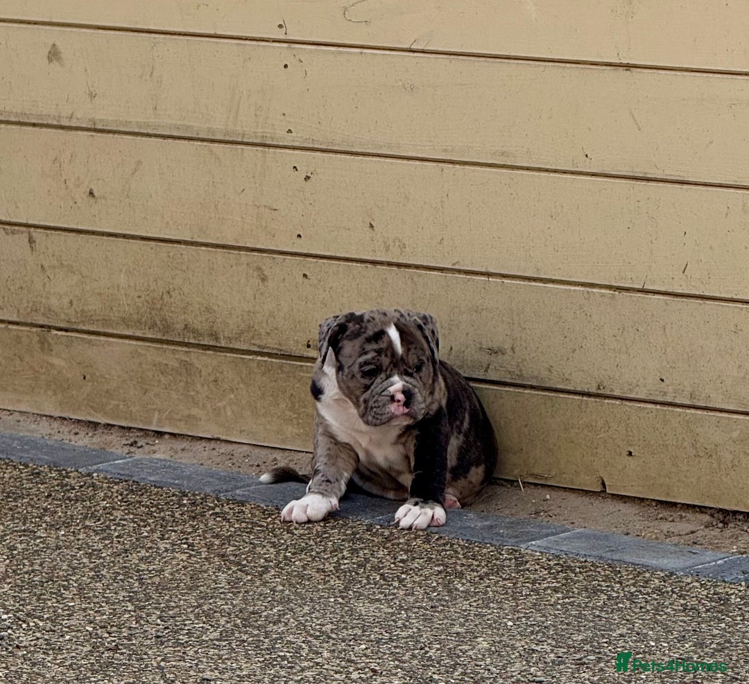 Olde English Bulldogge dogs for sale: Olde English Bulldogge puppies - Image 6