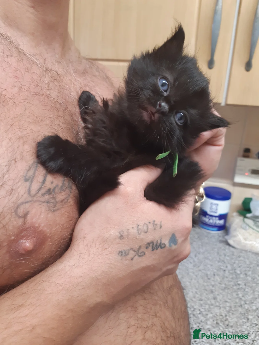 Ragdoll cats for sale: Black fluffy ragdoll x domestic kittens  - Advert 13