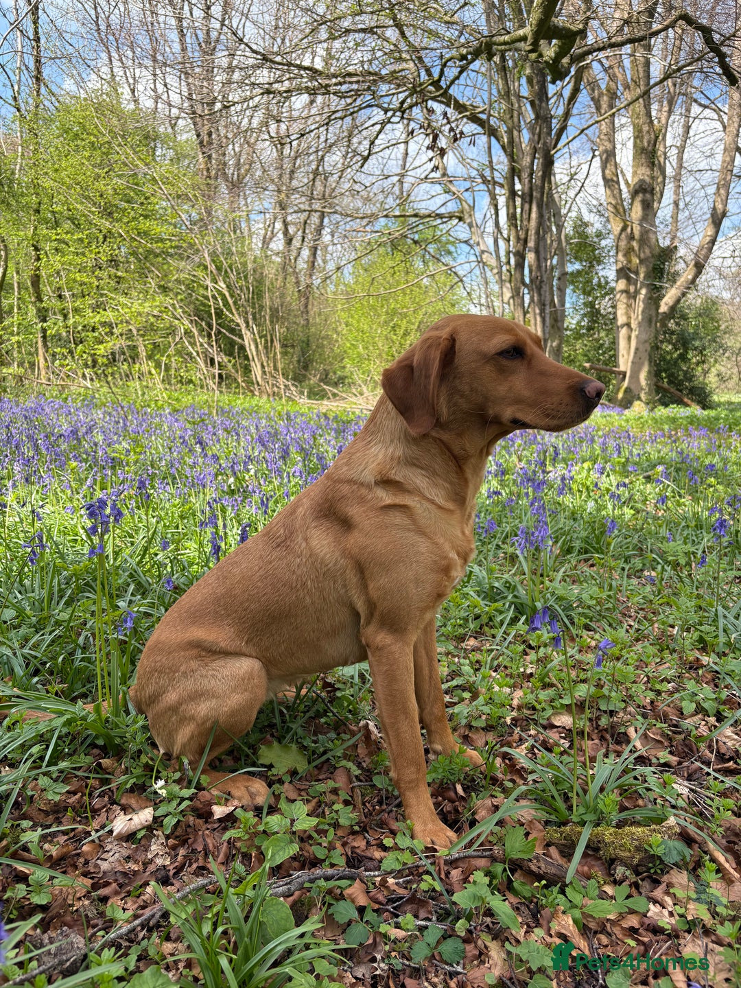 Labrador Retriever dogs for sale: Red Labrador Puppies - Stroud - Image 6