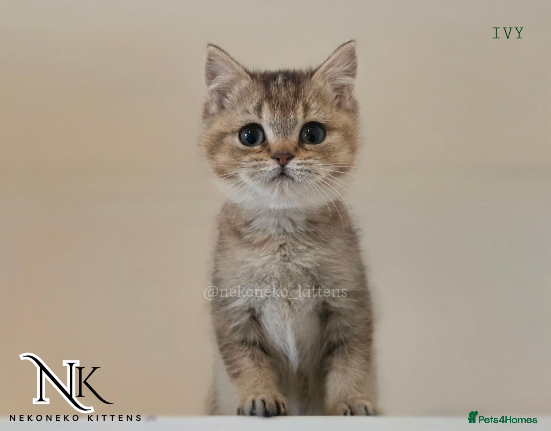 British Shorthair cats STUNNING ADORABLE GCCF PEDIGREE BSH BEARS - Advert 3