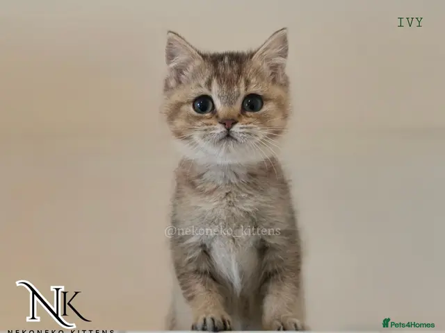 British Shorthair cats STUNNING ADORABLE GCCF PEDIGREE BSH BEARS - Advert 3
