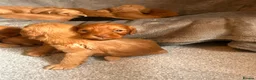 Cockapoo dogs for sale: Beautiful F1 cockapoos in Cranleigh - Advert 7