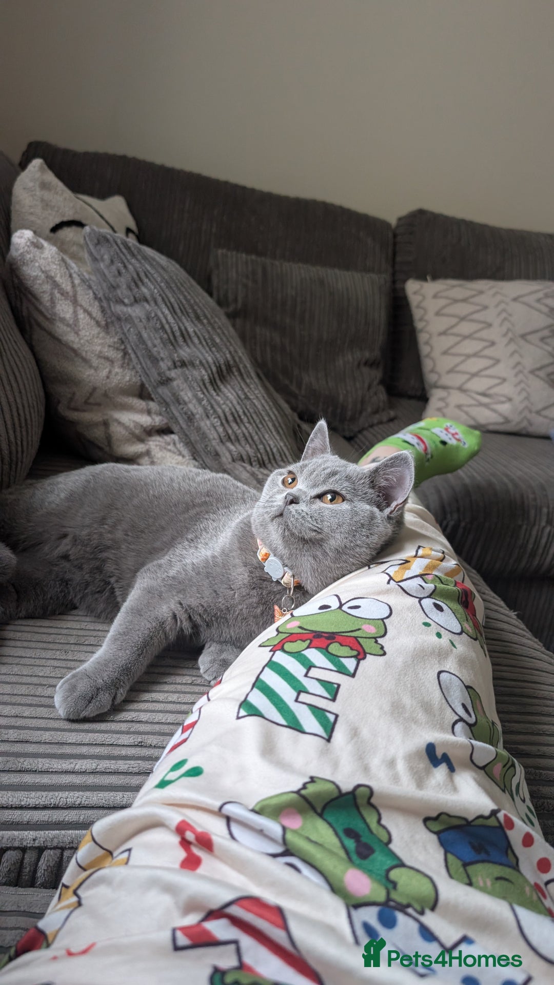 British Shorthair cats for sale: Two sister BSH - Advert 11
