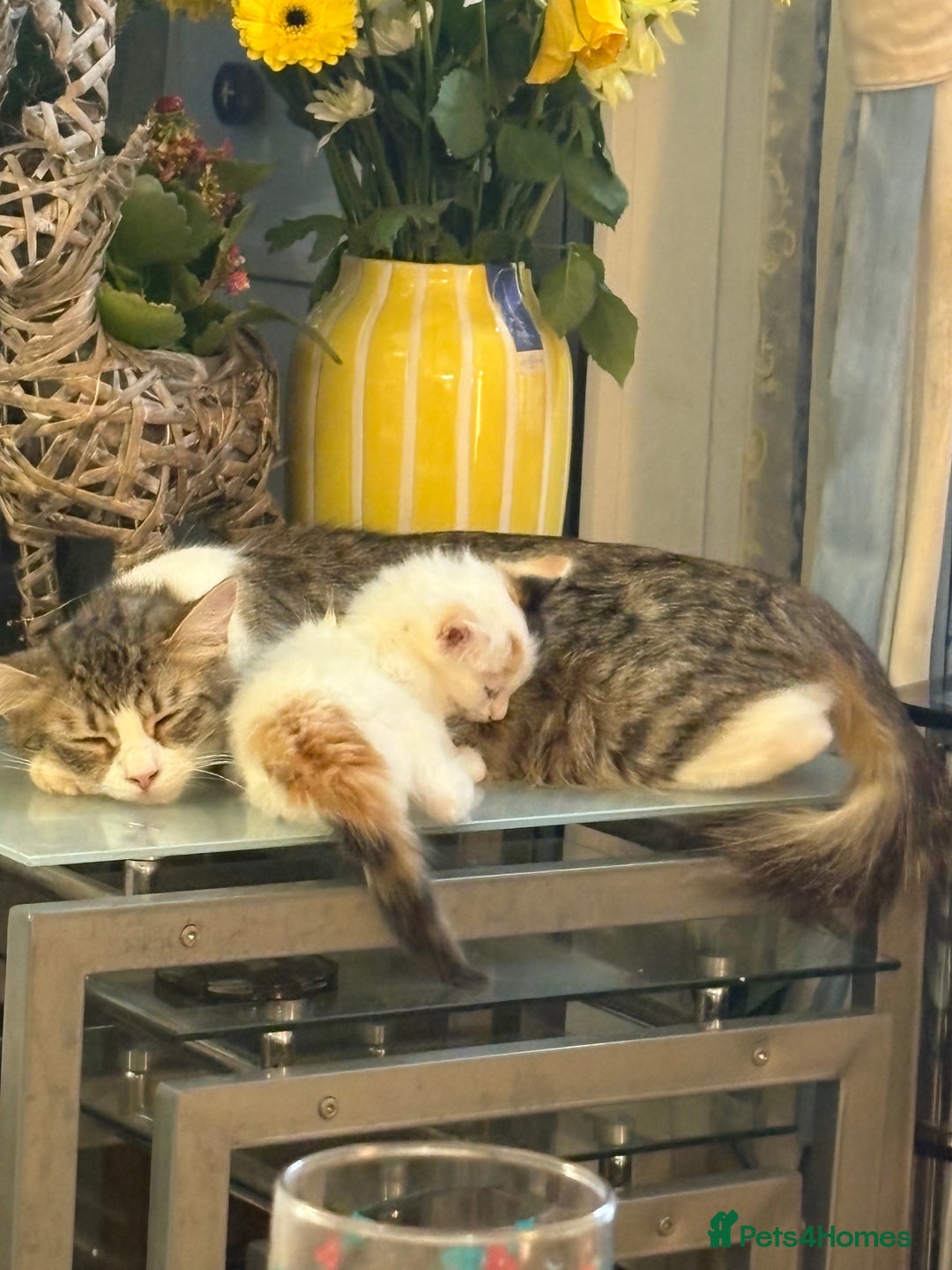 Mixed Breed cats for sale: Beautiful long and short haired kittens  - Advert 18