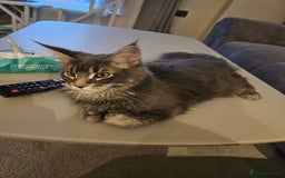 Maine Coon cats for sale: Maine coon pure breed - Image 3
