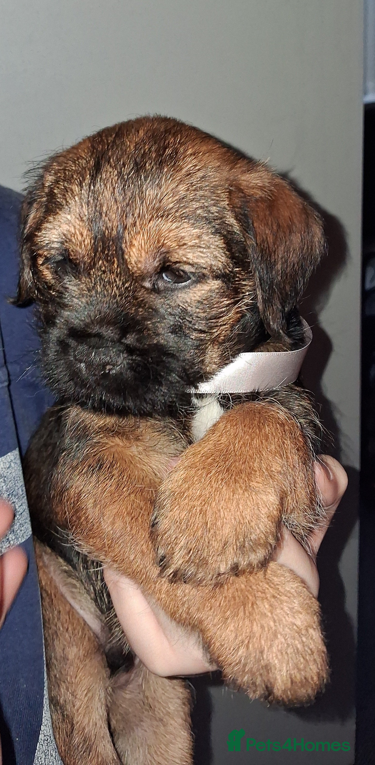 Border Terrier dogs Kc Reg Border Terrier Puppies  - Advert 3